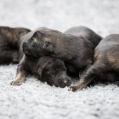 Les trois mâles fauves charbonnés
