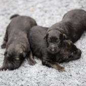De gauche à droite : la femelle argentée charbonnée, et les deux femelles fauves charbonnées