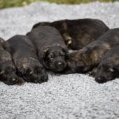 De gauche à droite : les trois mâles argentés charbonnés, et les trois mâles fauves charbonnés