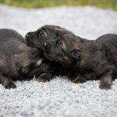 De gauche à droite : la femelle argentée charbonnée, et les deux femelles fauves charbonnées
