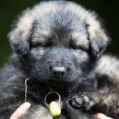 Femelle grise argentée charbonnée collier vert clair 