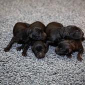 De gauche à droite : les 3 mâles noirs, le mâle fauve charbonné