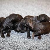 De gauche à droite : les 3 mâles noirs, le mâle fauve charbonné