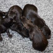 De gauche à droite : les 3 mâles noirs, le mâle fauve charbonné