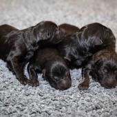 De gauche à droite : les 3 mâles noirs, le mâle fauve charbonné