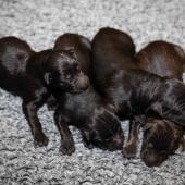 De gauche à droite : les 3 mâles noirs, le mâle fauve charbonné