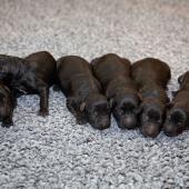 De gauche à droite : les 4 femelles noires, la femelle fauve charbonnée, la femelle argentée charbonnée