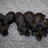 De gauche à droite : les 4 femelles noires, la femelle fauve charbonnée, la femelle argentée charbonnée