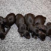 De gauche à droite : les 4 femelles noires, la femelle fauve charbonnée, la femelle argentée charbonnée