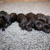 De gauche à droite : les 4 femelles noires, la femelle fauve charbonnée, la femelle argentée charbonnée