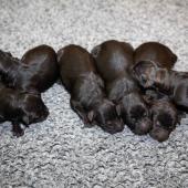 De gauche à droite : les 4 femelles noires, la femelle fauve charbonnée, la femelle argentée charbonnée