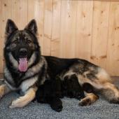 Toute la portée avec maman