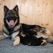 Toute la portée avec maman