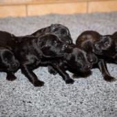 De gauche à droite : les 4 femelles noires et les 2 femelles charbonnées