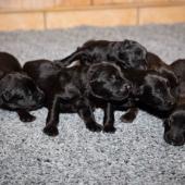 De gauche à droite : les 4 femelles noires et les 2 femelles charbonnées