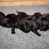 De gauche à droite : les 4 femelles noires et les 2 femelles charbonnées