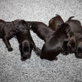 De gauche à droite : les 4 femelles noires et les 2 femelles charbonnées