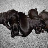 De gauche à droite : les 4 femelles noires et les 2 femelles charbonnées