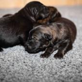 De gauche à droite : les 4 femelles noires et les 2 femelles charbonnées