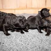 De gauche à droite : les 4 femelles noires et les 2 femelles charbonnées