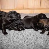 De gauche à droite : les 4 femelles noires et les 2 femelles charbonnées