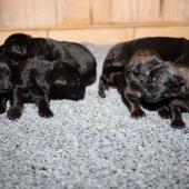 De gauche à droite : les 4 femelles noires et les 2 femelles charbonnées