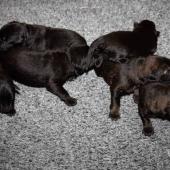 De gauche à droite : les 4 femelles noires et les 2 femelles charbonnées