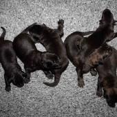 De gauche à droite : les 4 femelles noires et les 2 femelles charbonnées