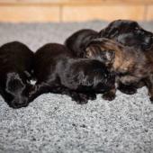 De gauche à droite : Les 3 mâles noirs et le mâle fauve charbonné