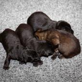 De gauche à droite : Les 3 mâles noirs et le mâle fauve charbonné