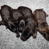 De gauche à droite : Les 3 mâles noirs et le mâle fauve charbonné