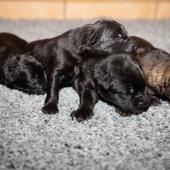 De gauche à droite : Les 3 mâles noirs et le mâle fauve charbonné