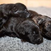 De gauche à droite : Les 3 mâles noirs et le mâle fauve charbonné