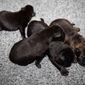 De gauche à droite : Les 3 mâles noirs et le mâle fauve charbonné