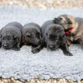 De gauche à droite : les 3 mâles noirs et le mâle fauve charbonné