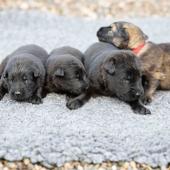 De gauche à droite : les 3 mâles noirs et le mâle fauve charbonné