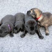 De gauche à droite : les 3 mâles noirs et le mâle fauve charbonné