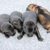 De gauche à droite : les 3 mâles noirs et le mâle fauve charbonné