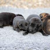 De gauche à droite : les 3 mâles noirs et le mâle fauve charbonné