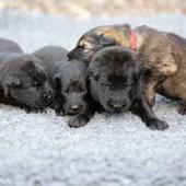 De gauche à droite : les 3 mâles noirs et le mâle fauve charbonné