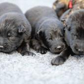 De gauche à droite : les 3 mâles noirs et le mâle fauve charbonné