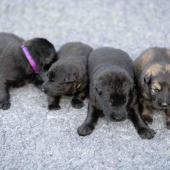 De gauche à droite : les 3 mâles noirs et le mâle fauve charbonné