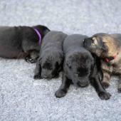 De gauche à droite : les 3 mâles noirs et le mâle fauve charbonné