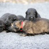 De gauche à droite : les 3 mâles noirs et le mâle fauve charbonné