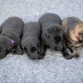 De gauche à droite : les 3 mâles noirs et le mâle fauve charbonné