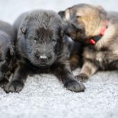 De gauche à droite : les 3 mâles noirs et le mâle fauve charbonné