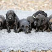 De gauche à droite : La femelle argentée charbonnée, les 4 femelles noires, et la femelle fauve charbonné
