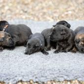 De gauche à droite : La femelle argentée charbonnée, les 4 femelles noires, et la femelle fauve charbonné