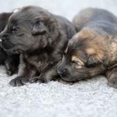 De gauche à droite : les 4 femelles noires et la femelle fauve charbonné