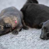 De gauche à droite : La femelle argentée charbonnée, les 4 femelles noires